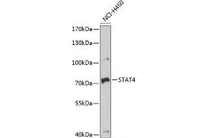 Western blot analysis of extracts of NCI-H460 cells using STAT4 Polyclonal Antibody at dilution of 1:1000. (STAT4 anticorps)