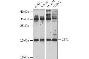 Western blot analysis of extracts of various cell lines, using CST1 Antibody (ABIN6133050, ABIN6139145, ABIN6139147 and ABIN6222245) at 1:1000 dilution. (CST1 anticorps  (AA 20-141))