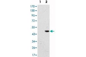 Western blot analysis using BPTF monoclonal antibody, clone 2F10  against HEK293 (1) and BPTF (aa : 503-670)-hIgGFc transfected HEK293 (2) cell lysate.
