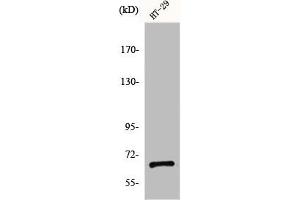Western Blot analysis of HT29 cells using gp91-phox Polyclonal Antibody (CYBB anticorps  (C-Term))