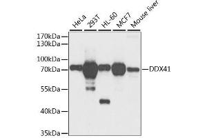 Western blot analysis of extracts of various cell lines, using DDX41 antibody. (DDX41 anticorps  (AA 1-300))