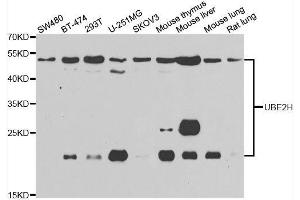 Western blot analysis of extracts of various cell lines, using UBE2H antibody. (UBE2H anticorps  (AA 1-183))