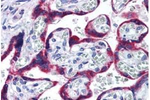Human Placenta (formalin-fixed, paraffin-embedded) stained with HSP90B1 antibody ABIN290247 at 10 ug/ml followed by biotinylated goat anti-rabbit IgG secondary antibody ABIN481713, alkaline phosphatase-streptavidin and chromogen. (GRP94 anticorps  (AA 590-640))