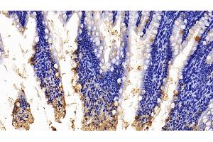 Detection of ITLN1 in Rat Colon Tissue using Polyclonal Antibody to Intelectin 1 (ITLN1)