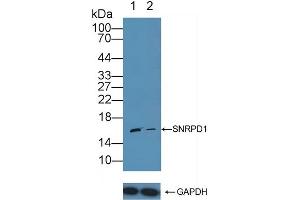 Knockout Varification: Lane 1: Wild-type Jurkat cell lysate, Lane 2: SNRPD1 knockout Jurkat cell lysate, Predicted MW: 13kd Observed MW: 16kd Primary Ab: 1 μg/mL Rabbit Anti-Human SNRPD1 Antibody Second Ab: 0. (SNRPD1 anticorps  (AA 1-119))