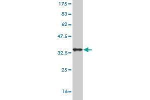 Western Blot detection against Immunogen (34.