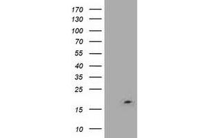 Western Blotting (WB) image for anti-LSM1 Homolog, U6 Small Nuclear RNA Associated (LSM1) (AA 1-133) antibody (ABIN1490576) (LSM1 anticorps  (AA 1-133))
