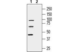 Western blot analysis of human U-87 MG glioblastoma cell line lysate: - 1. (nectin-3 anticorps  (Extracellular, N-Term))
