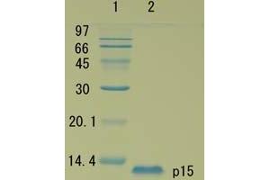 SDS-PAGE (SDS) image for HIV-1 Gag P15 protein (ABIN2452192) (HIV-1 Gag P15 Protéine)