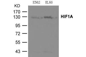 Western blot analysis of extracts from K562 and HL-60 cells using HIF1A Antibody .