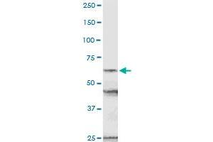 NUP54 MaxPab rabbit polyclonal antibody. (NUP54 anticorps  (AA 1-507))