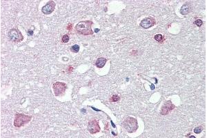 ABIN185737 (5µg/ml) staining of paraffin embedded Human Cortex. (FEZ1 anticorps  (Internal Region))