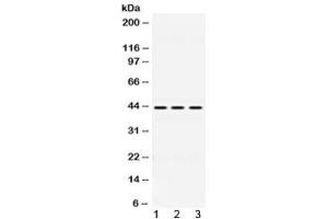 Western blot testing of 1) rat liver, 2) mouse spleen and 3) human HepG2 lysate with DHODH antibody at 0. (DHODH anticorps  (AA 132-173))