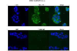 Sample Type : MCF7  Primary Antibody Dilution: 4 ug/ml  Secondary Antibody : Anti-rabbit Alexa 546  Secondary Antibody Dilution: 2 ug/ml  Gene Name : MSX2 (Msx2/Hox8 anticorps  (N-Term))