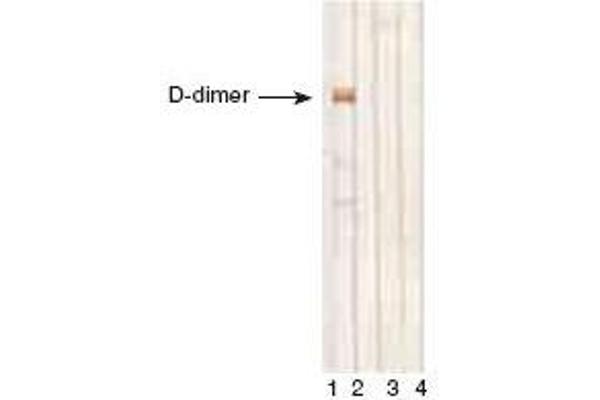 D-Dimer anticorps