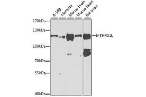 Western blot analysis of extracts of various cell lines, using MTHFD1L antibody. (MTHFD1L anticorps  (AA 759-978))