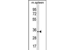 TREML1 Antibody (C-term) (ABIN1536858 and ABIN2850140) western blot analysis in mouse spleen tissue lysates (35 μg/lane). (TREML1 anticorps  (C-Term))