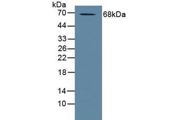 ADAM10 anticorps  (AA 420-641)