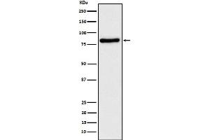Western blot analysis of TLE 1 expression in SH-SY5Y cell lysate.