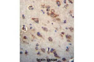 CKAP4 Antibody (C-term) immunohistochemistry analysis in formalin fixed and paraffin embedded human brain tissue followed by peroxidase conjugation of the secondary antibody and DAB staining. (CKAP4 anticorps  (C-Term))