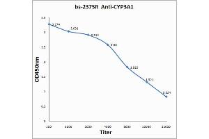 Antigen: 0. (CYP3A4 anticorps)