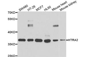 Western blot analysis of extracts of various cell lines, using HTRA2 antibody (ABIN5973384) at 1/1000 dilution.