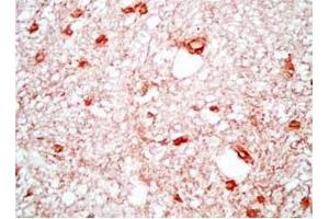 Rat brain tissue was stained by Rabbit Anti-Neuropeptide S, Prepro (23-67)  (Mouse) Antibody (NPS anticorps  (Preproprotein))