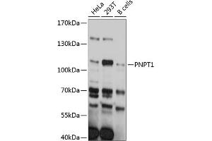 Western blot analysis of extracts of various cell lines, using PNPT1 antibody (ABIN6129746, ABIN6145862, ABIN6145863 and ABIN6215368) at 1:3000 dilution. (PNPT1 anticorps  (AA 1-260))