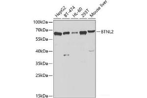 Western blot analysis of extracts of various cell lines using BTNL2 Polyclonal Antibody at dilution of 1:1000. (BTNL2 anticorps)