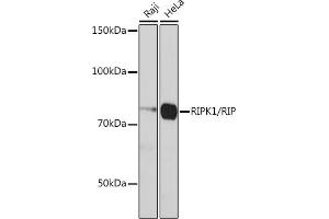 Western blot analysis of extracts of various cell lines, using RIPK1/RIP antibody (ABIN7269886) at 1:1000 dilution. (RIPK1 anticorps)