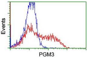HEK293T cells transfected with either RC201522 overexpress plasmid (Red) or empty vector control plasmid (Blue) were immunostained by anti-PGM3 antibody (ABIN2455864), and then analyzed by flow cytometry. (Phosphoglucomutase 3 anticorps)