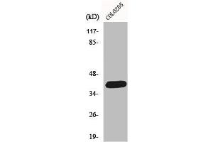 Western Blot analysis of COLO205 cells using ORCTL2 Polyclonal Antibody (ORCTL-2/SLC22A18 anticorps  (C-Term))