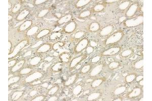 ABIN6260131 and ABIN6276609 at 1/100 staining human normal kidney tissue by IHC-P.
