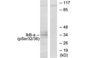 Western blot analysis of extracts from COS7 cells, using IkappaB-alpha (Phospho-Ser32/Ser36) Antibody. (NFKBIA anticorps  (pSer32))