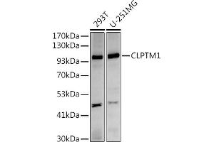 Western blot analysis of extracts of various cell lines, using (ABIN7266413) at 1:500 dilution. (CLPTM1 anticorps)