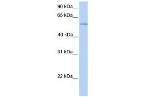 PLD3 antibody used at 1 ug/ml to detect target protein.