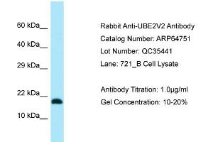 Western Blotting (WB) image for anti-Ubiquitin-Conjugating Enzyme E2 Variant 2 (UBE2V2) (N-Term) antibody (ABIN2789950) (UBE2V2 anticorps  (N-Term))
