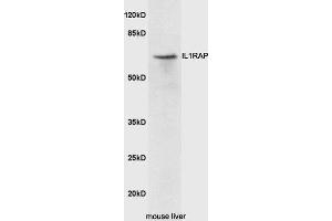 Mouse liver lysates probed with Rabbit Anti-IL1RAP Polyclonal Antibody, Unconjugated (ABIN2176996) at 1:300 overnight at 4 °C. (IL1RAP anticorps  (AA 251-350))