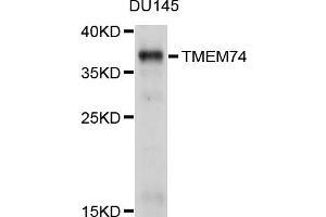 Western blot analysis of extracts of DU145 cells, using TMEM74 antibody (ABIN4905440) at 1:1000 dilution. (TMEM74 anticorps)