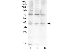 Western blot testing of human 1) HeLa, 2) HepG2 and 3) A431 cell lysate with HFE antibody at 0. (HFE anticorps)