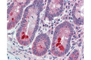 Anti-ESYT1 / FAM62A antibody IHC of human small intestine.