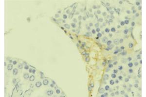 ABIN6273658 at 1/100 staining Mouse testis tissue by IHC-P. (IL-25 anticorps  (Internal Region))