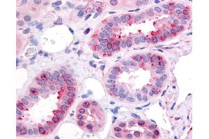 Anti-GPR1 antibody IHC of human kidney.