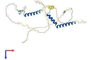 AlphaFold protein structure predicition of Human Recombinant RFXAP Protein, UniprotID O00287