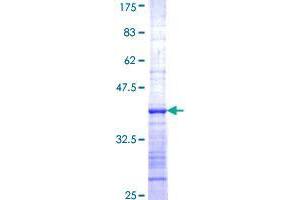 RASSF8 Protein (AA 40-137) (GST tag)