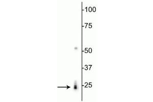 Western blot of rat heart lysate showing specific labeling of the ~24 kDa RBPMS protein. (RBPMS anticorps  (N-Term))