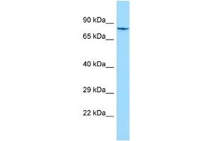 WB Suggested Anti-SHKBP1 Antibody Titration: 1. (SHKBP1 anticorps  (N-Term))