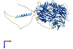 AlphaFold protein structure predicition of Human Recombinant DPP6 Protein, UniprotID P42658