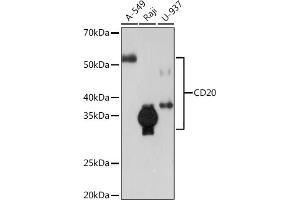 Western blot analysis of extracts of various cell lines, using CD20 Rabbit mAb (ABIN7268472) at 1:1000 dilution. (CD20 anticorps)