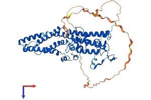 Bestrophin 2 (BEST2) (AA 1-509) protein (His tag)